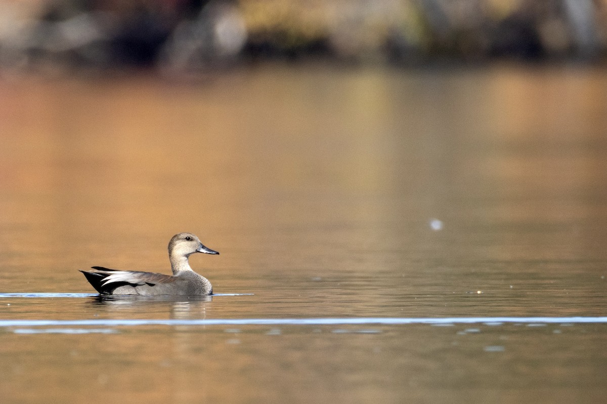 Boz Ördek - ML644678693