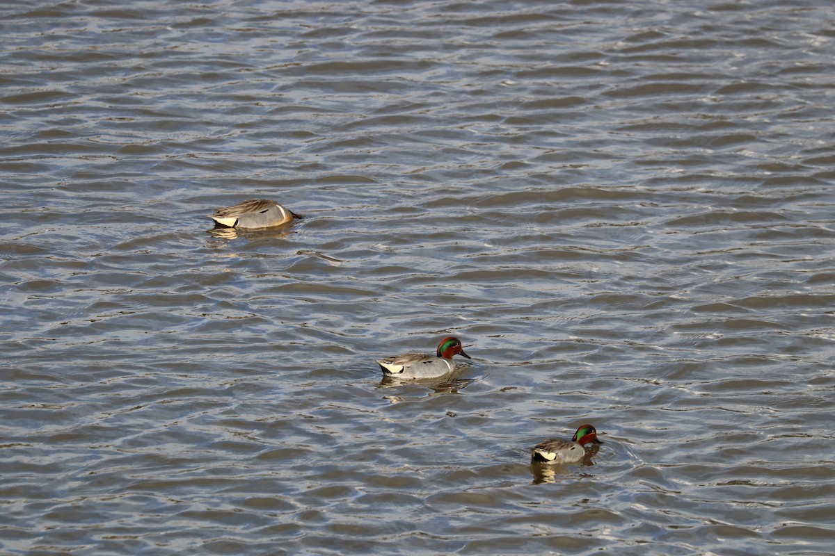 Çamurcun - ML644678696