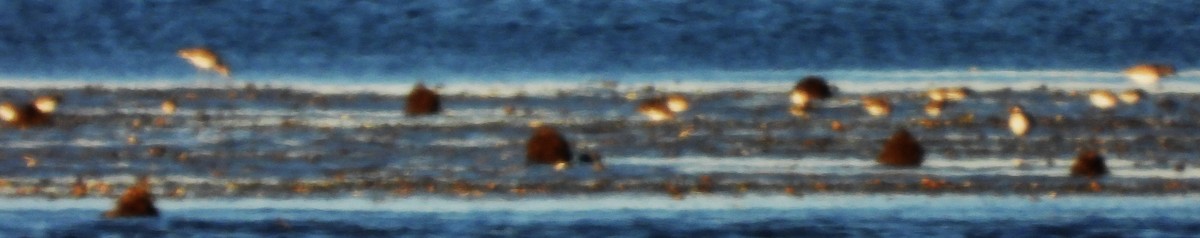 Correlimos sp. - ML644678698