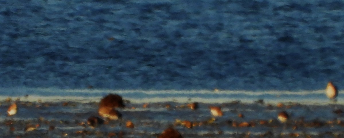 Correlimos sp. - ML644678699