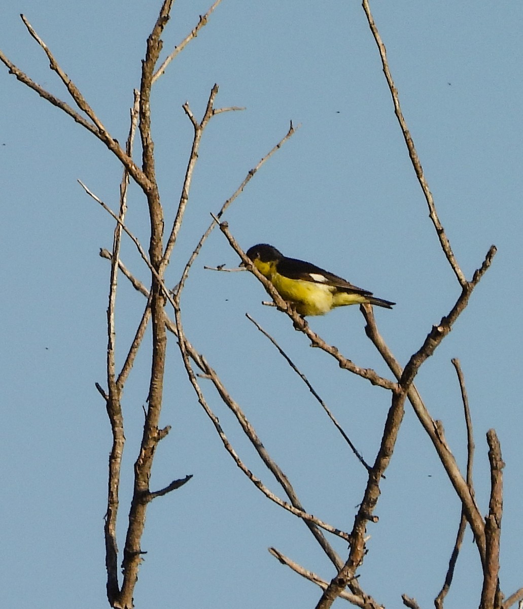 Чиж малий - ML644678700