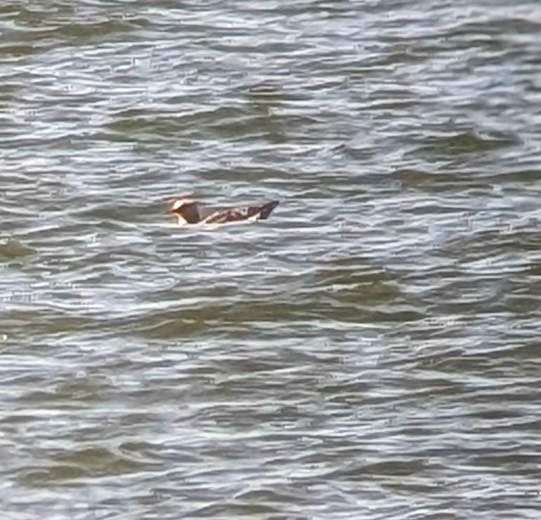 Labbe pomarin - ML644678703