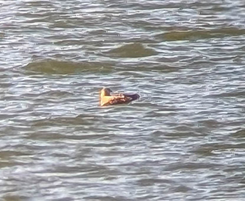 Labbe pomarin - ML644678711