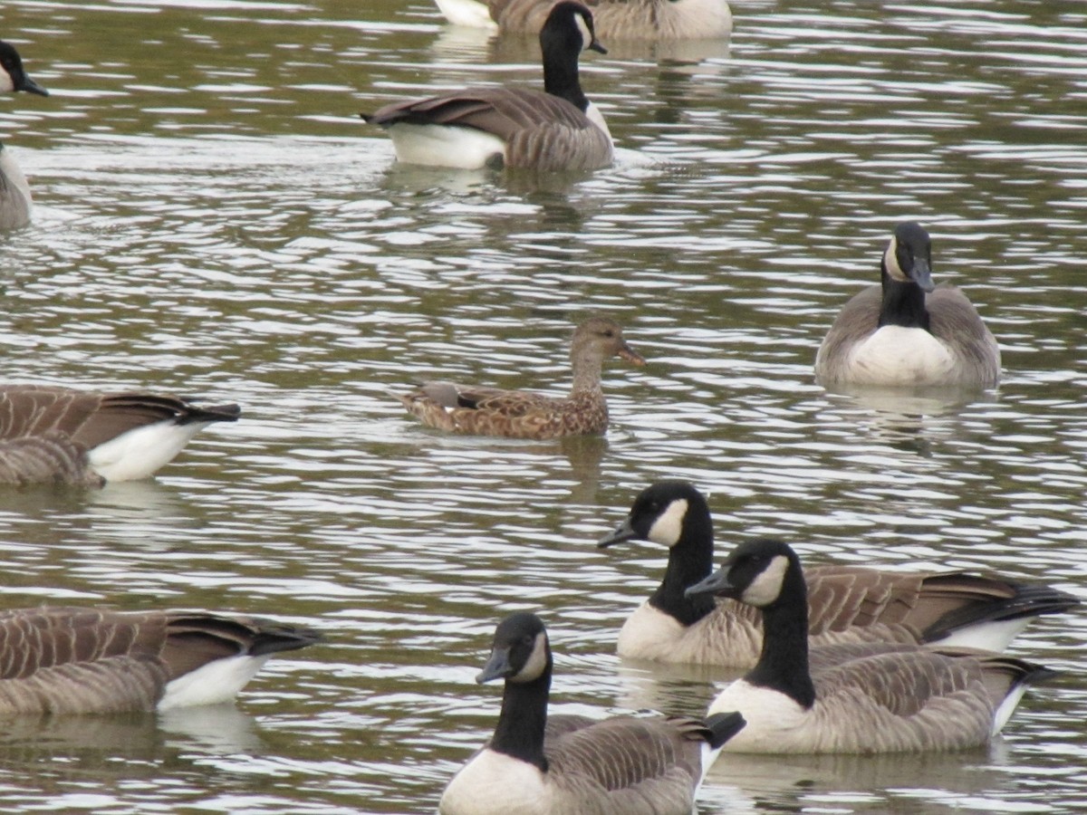 Boz Ördek - ML644678713