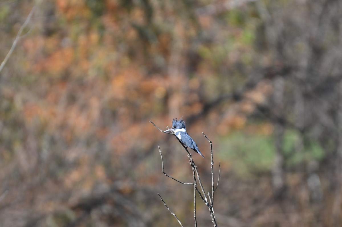 שלדג אמריקני - ML644678719