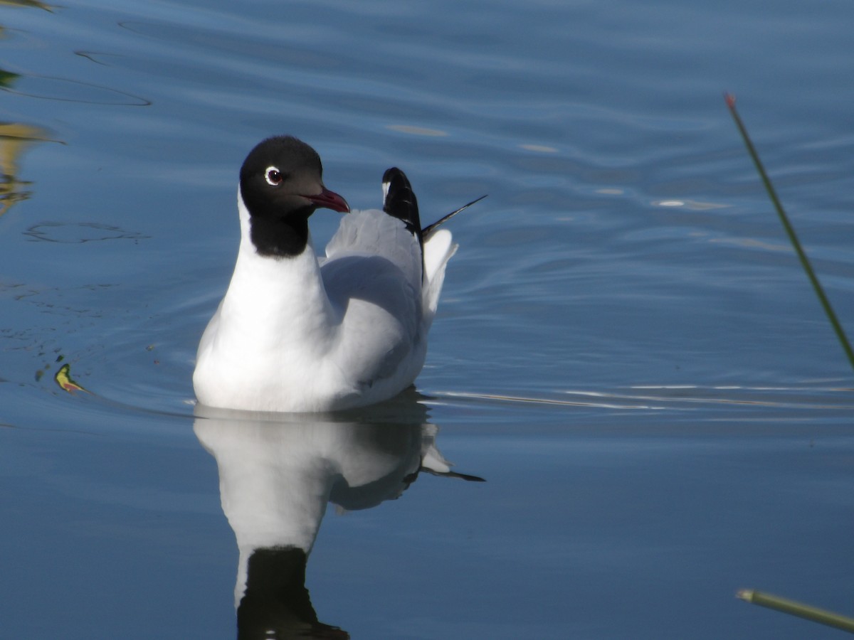 Andean Gull - ML644678722