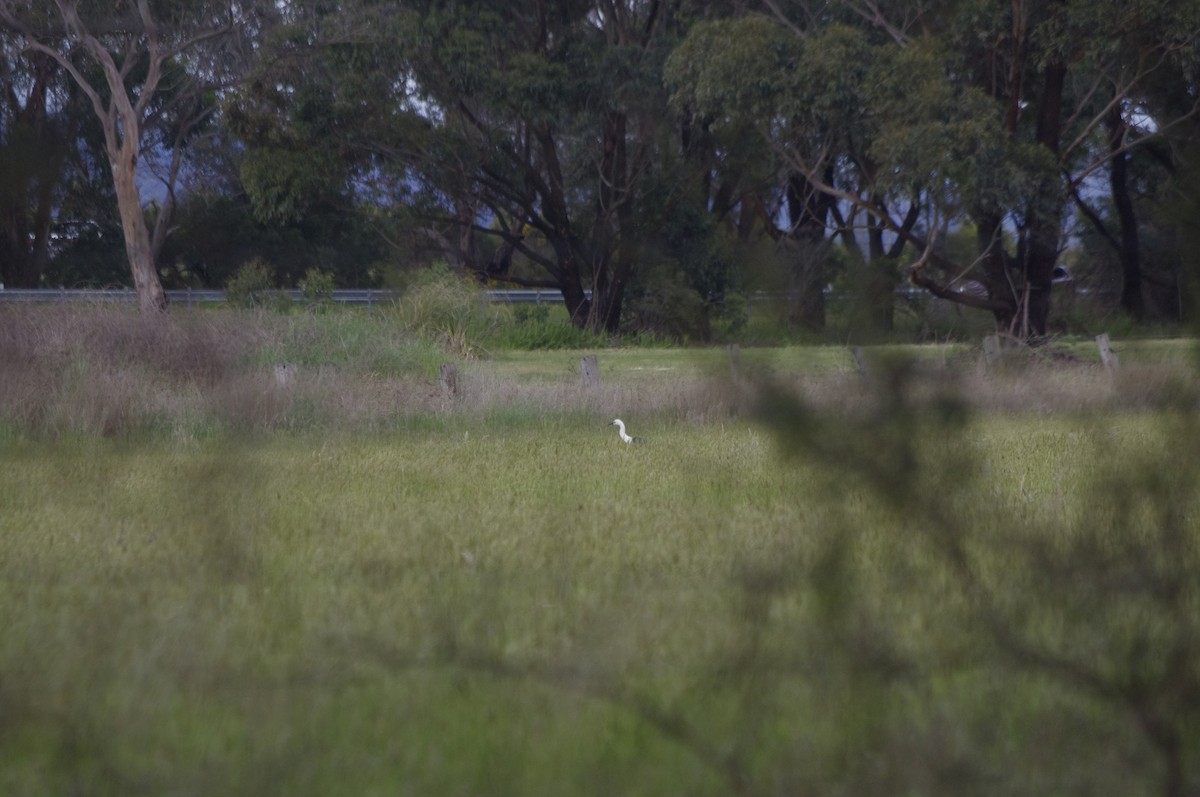 Pacific Heron - ML644678723