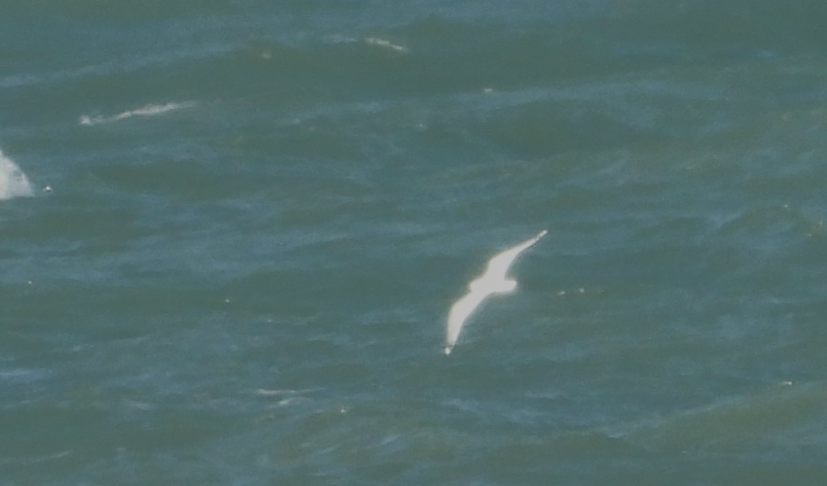 Little Gull - ML644678726