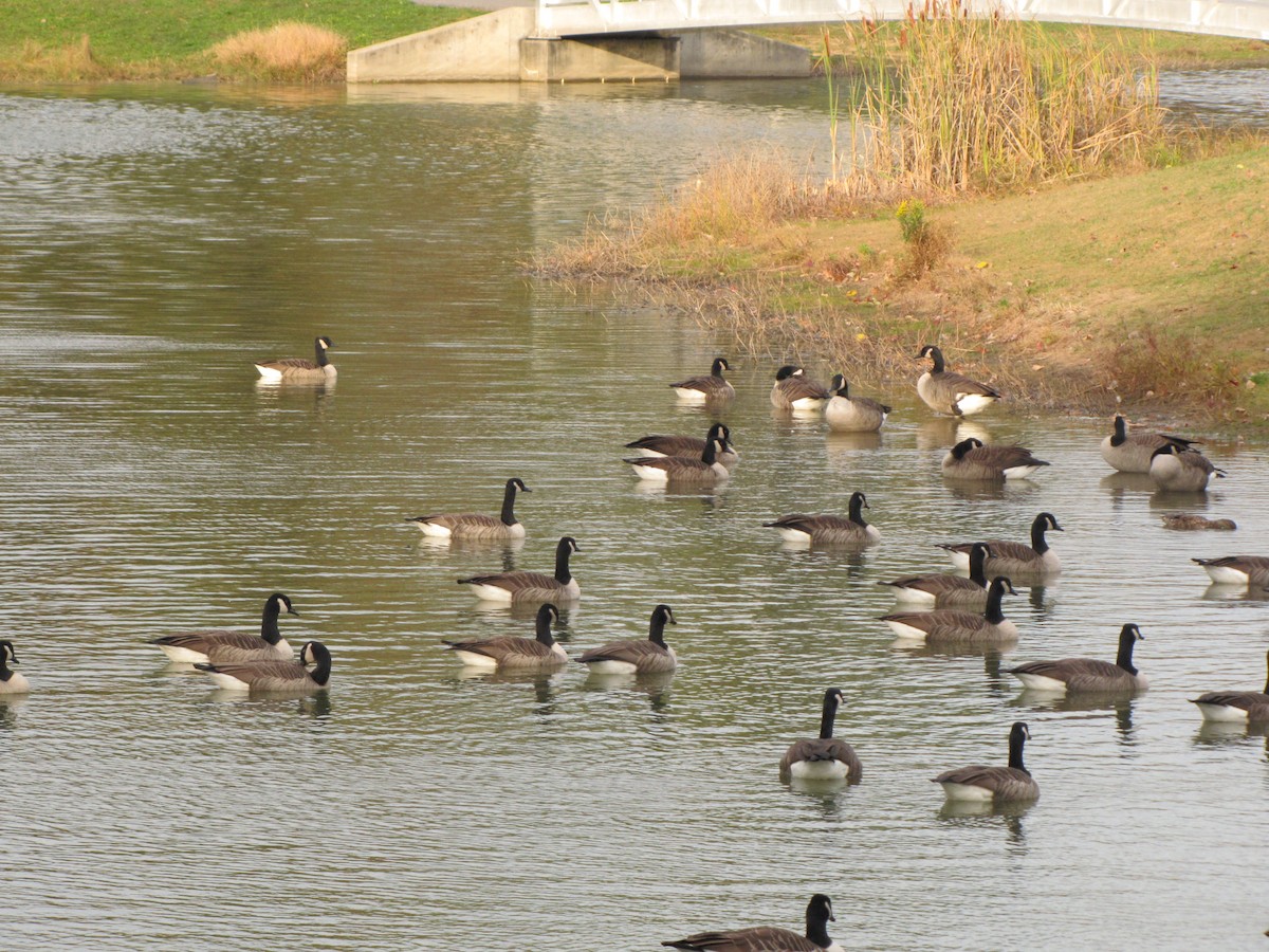 Canada Goose - ML644678729