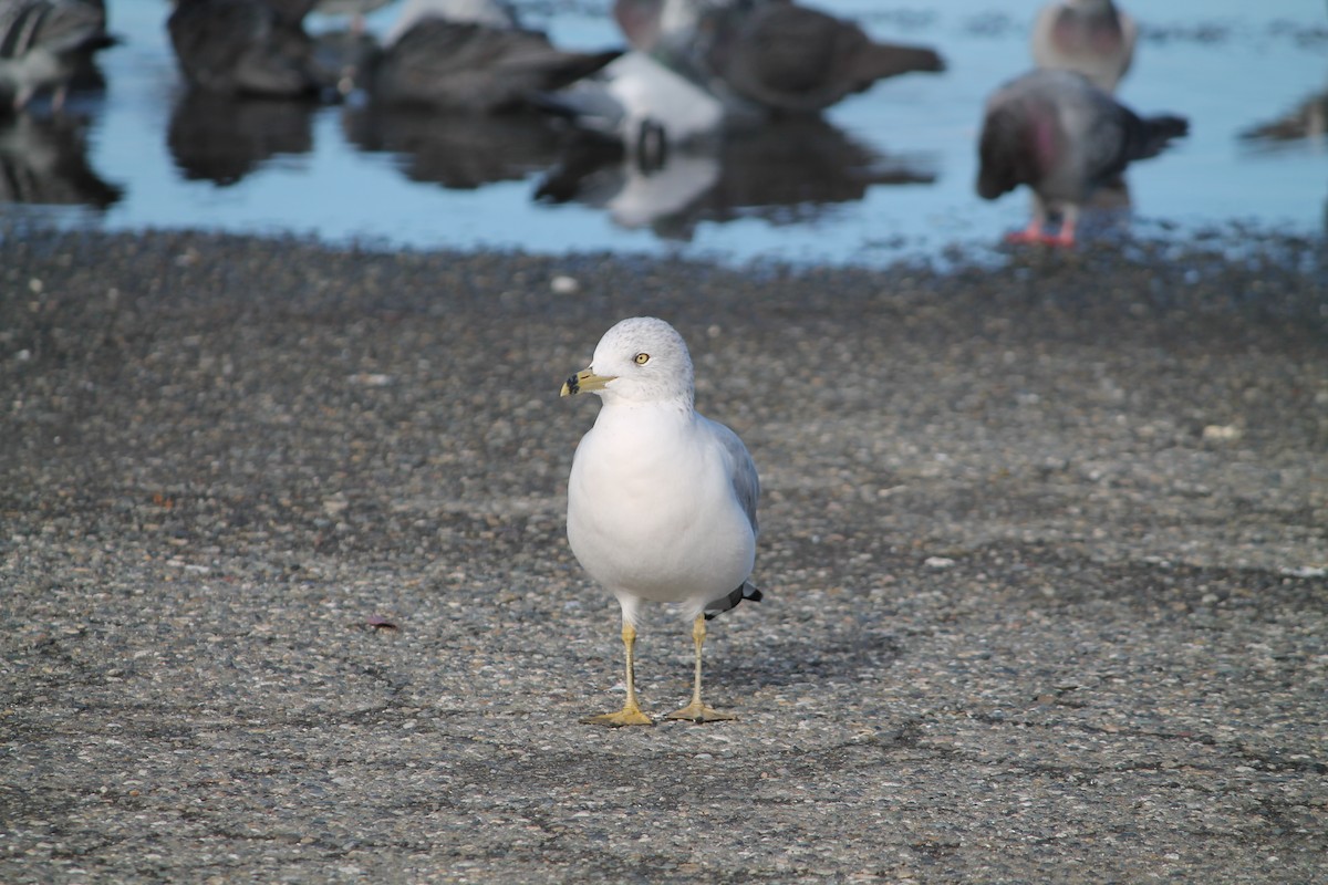 Ring-billed Gull - ML644678737