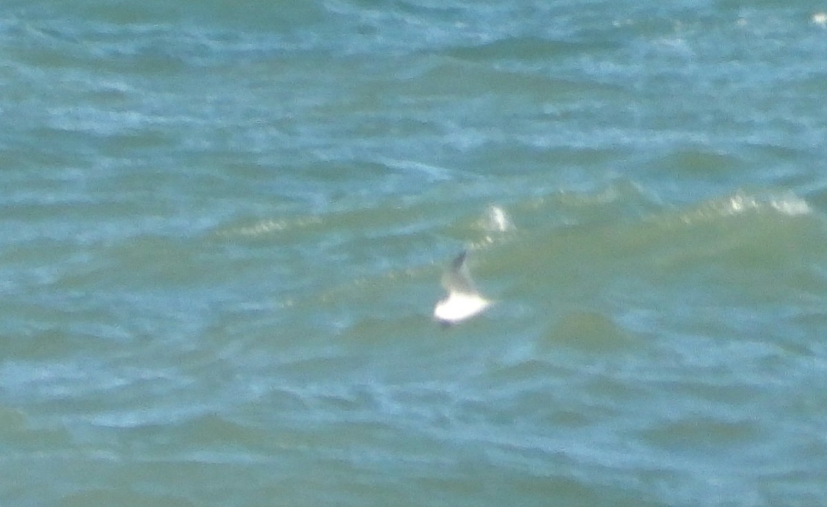 Little Gull - ML644678738