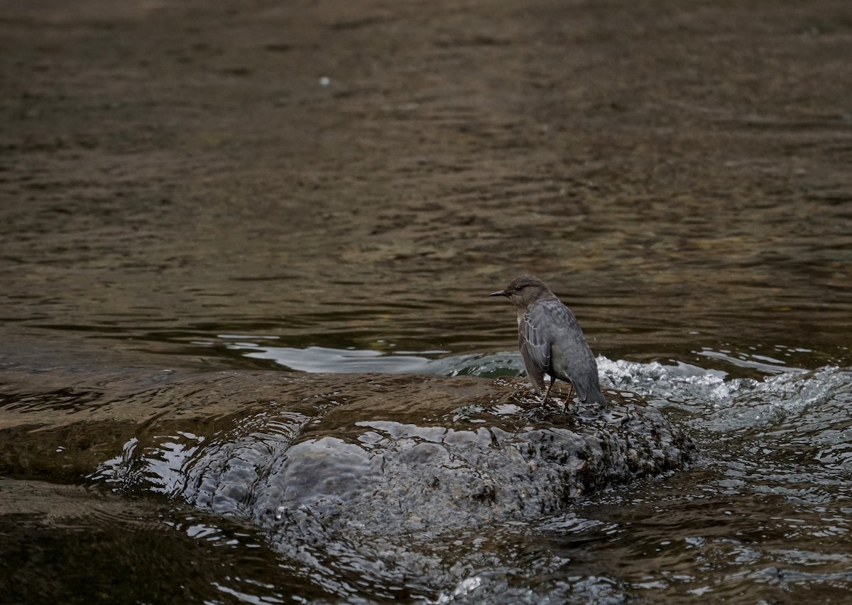 Mirlo Acuático Norteamericano - ML644678739