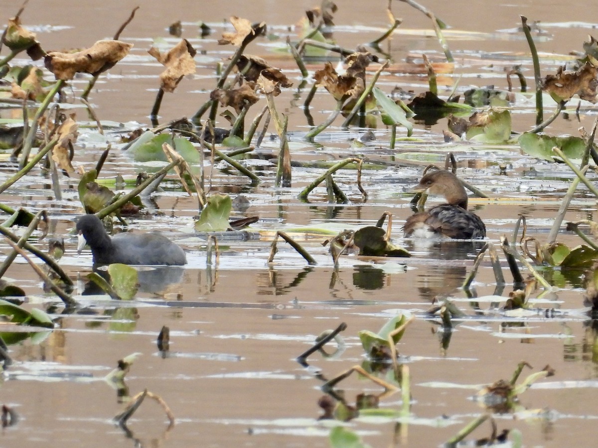 Пірникоза рябодзьоба - ML644678741