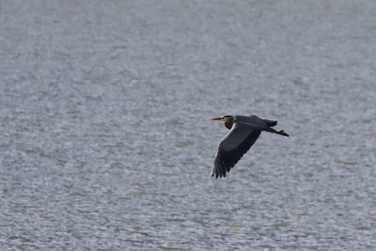 Koartza hauskara amerikarra - ML644678742