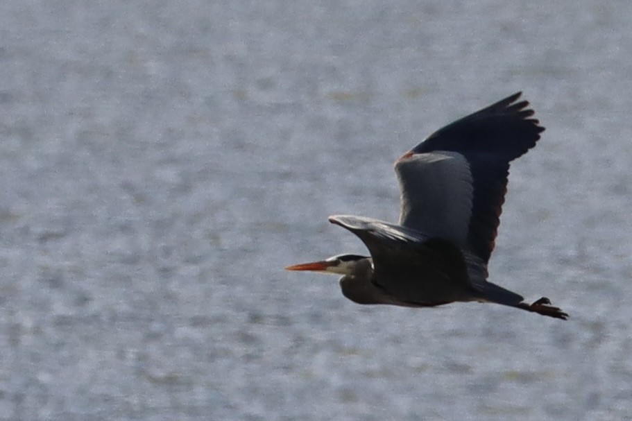 Koartza hauskara amerikarra - ML644678743