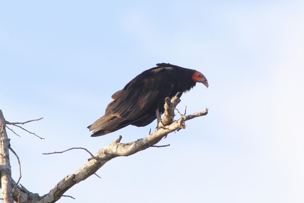 Катарта саванова - ML644678744