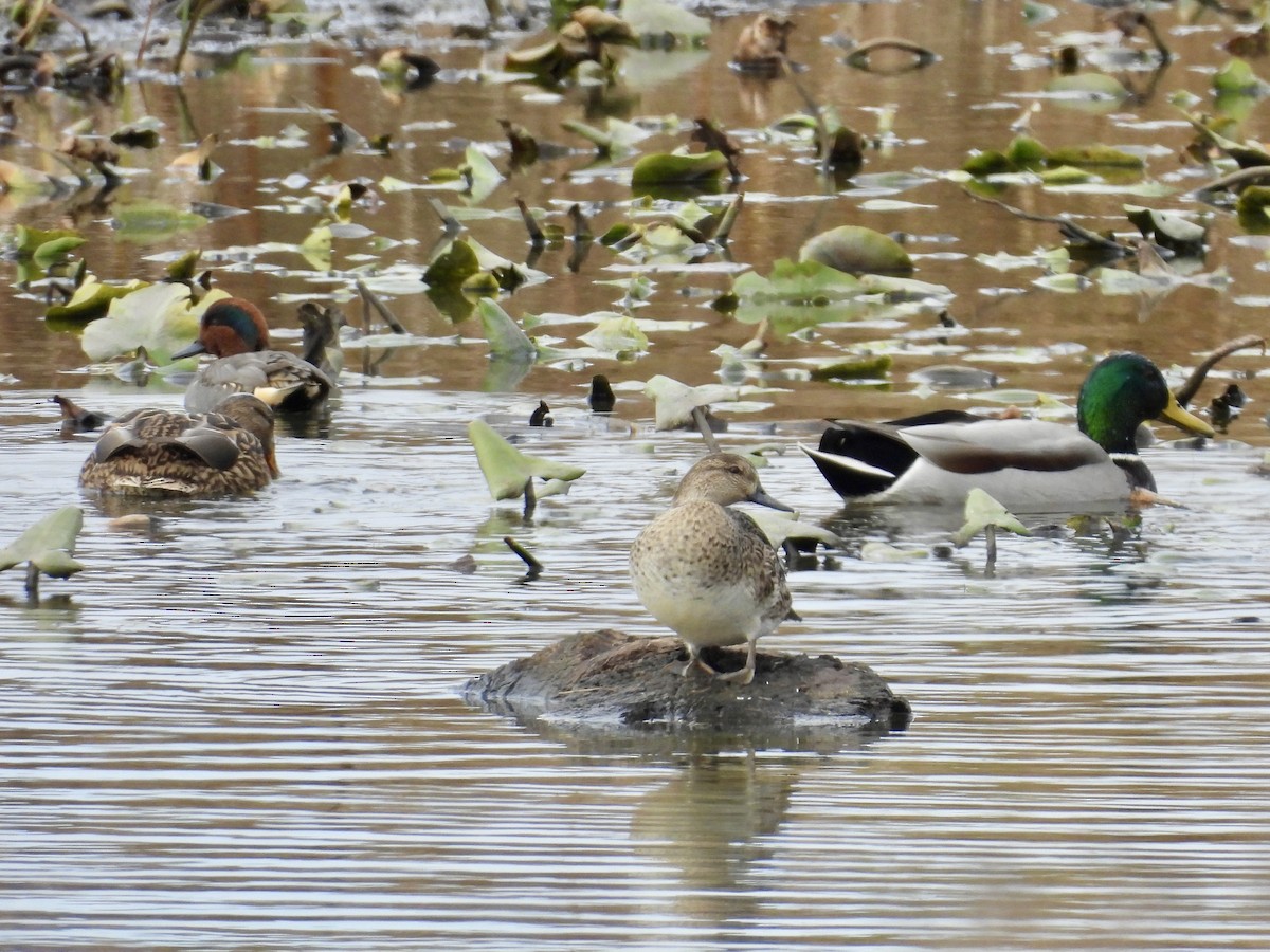 Çamurcun - ML644678745