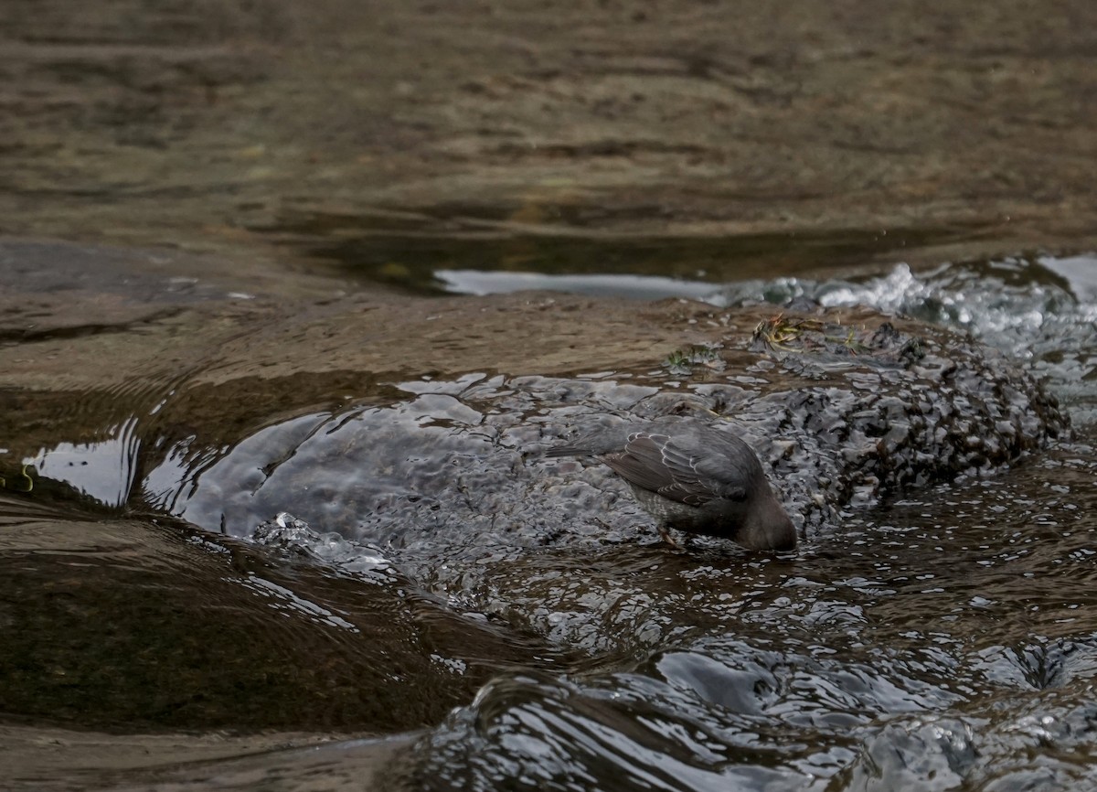 Mirlo Acuático Norteamericano - ML644678747