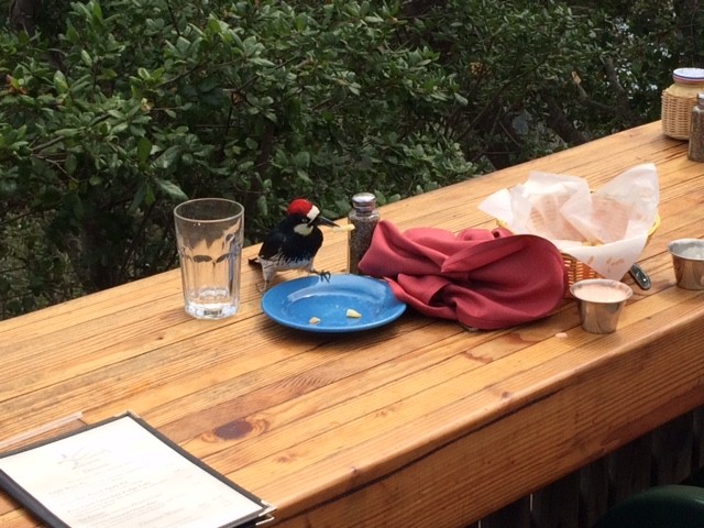 Acorn Woodpecker - ML644678749