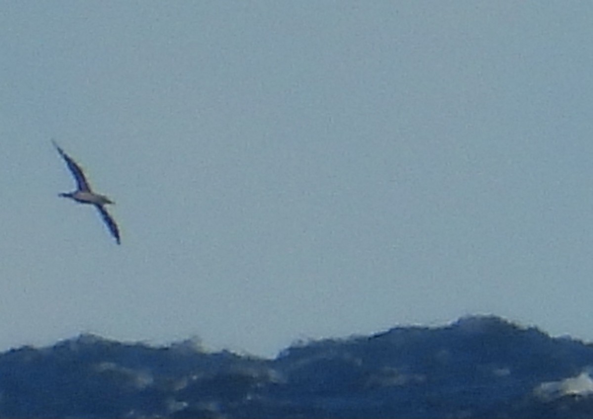 Northern Gannet - ML644678750
