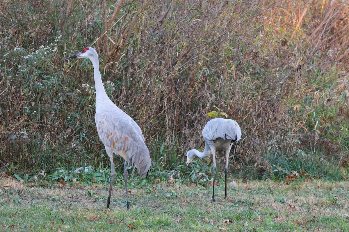 Sandhill Crane - ML644678752