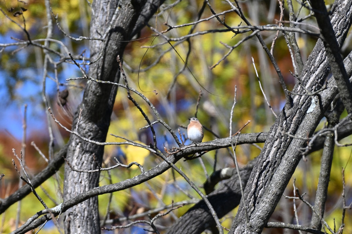 Eastern Bluebird - ML644678753