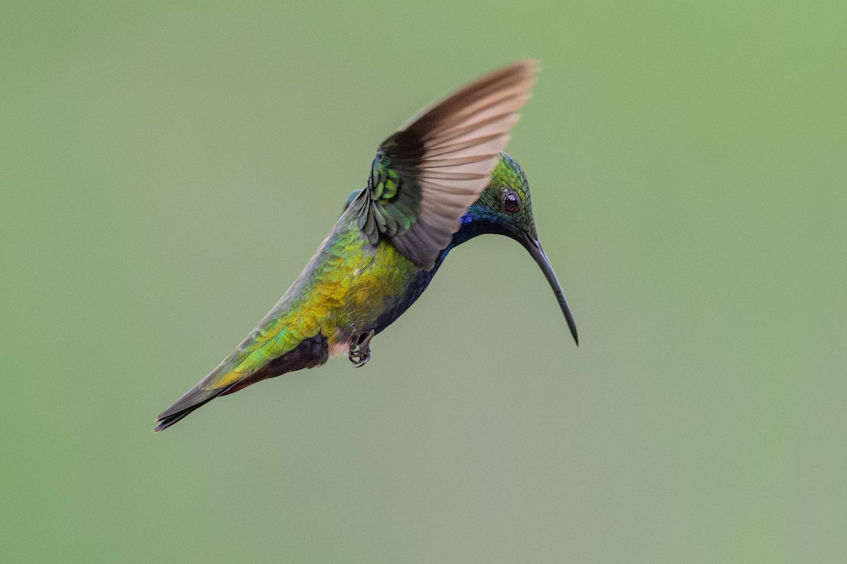 Black-throated Mango - ML644678755