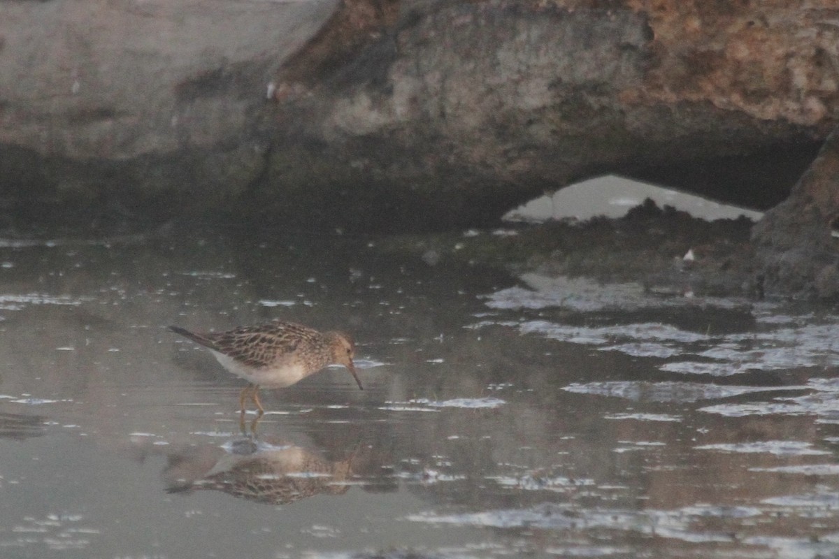 Pectoral Sandpiper - ML644678757