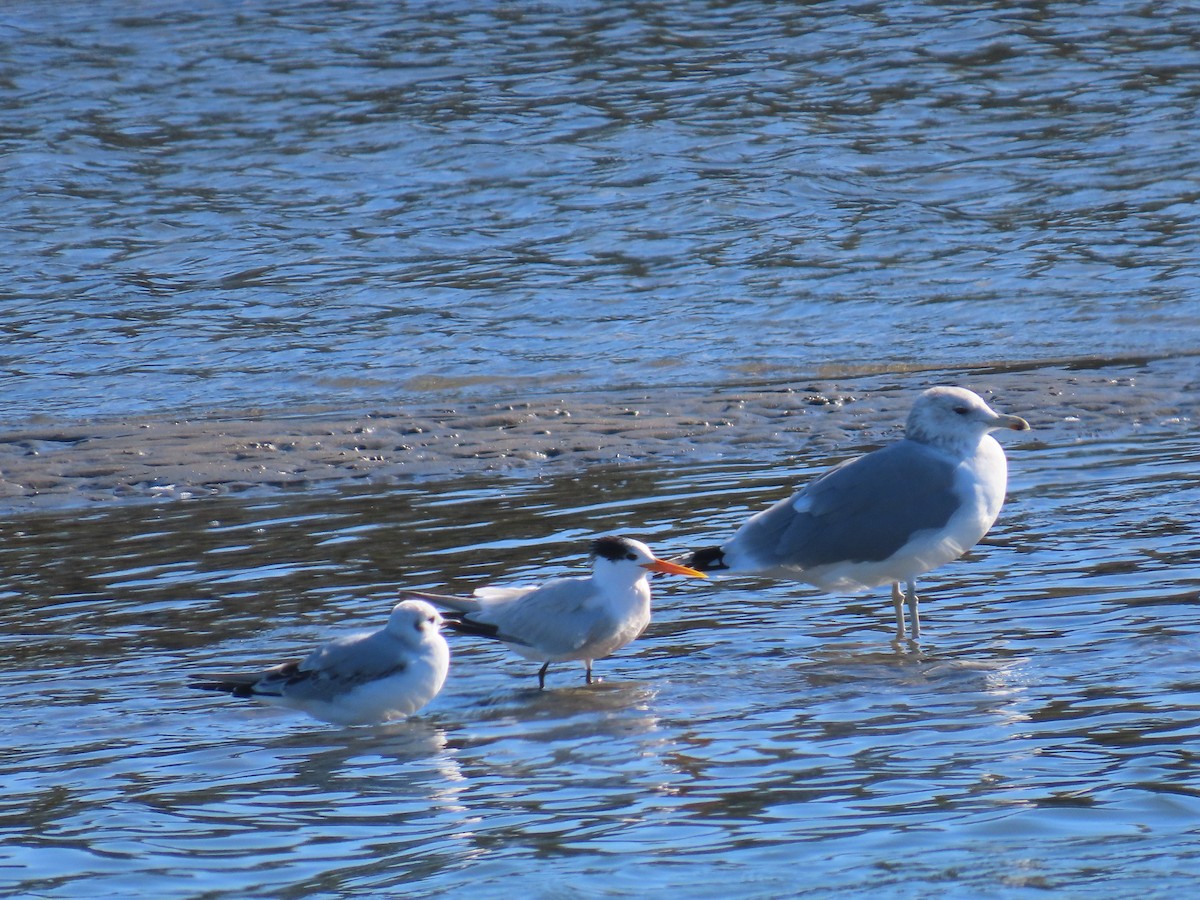 Bonaparte's Gull - ML644678758