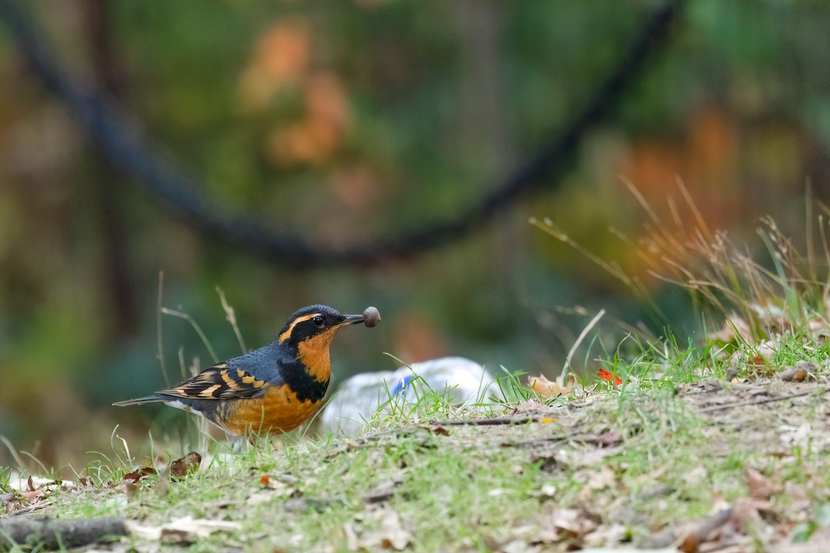 Varied Thrush - ML644678759