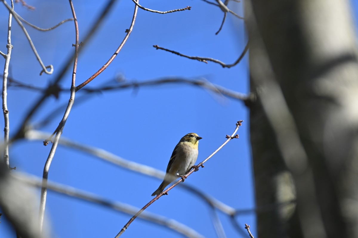 American Goldfinch - ML644678760