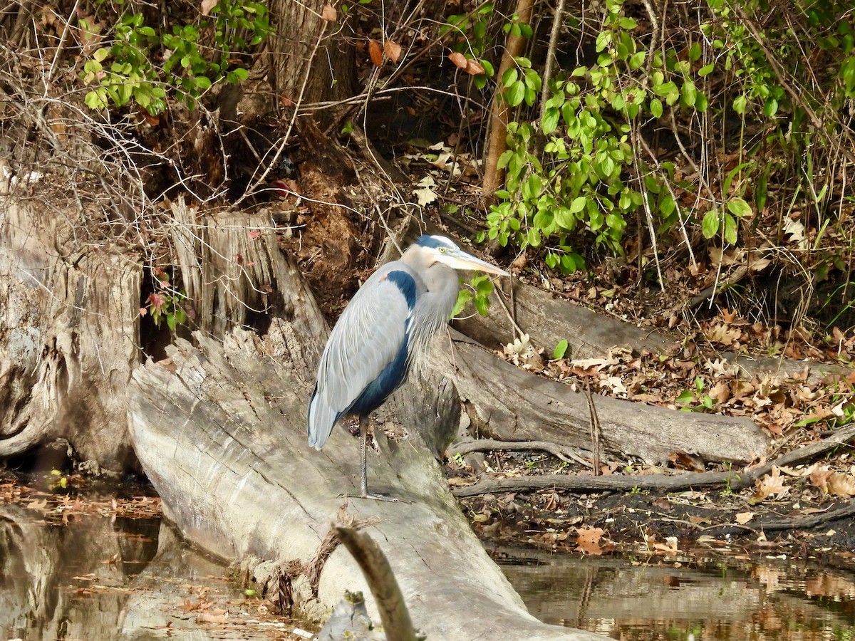 Great Blue Heron - ML644678761
