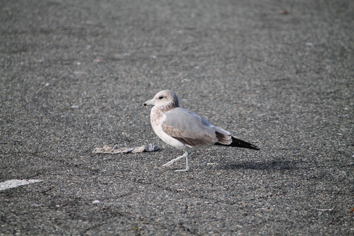 California Gull - ML644678762