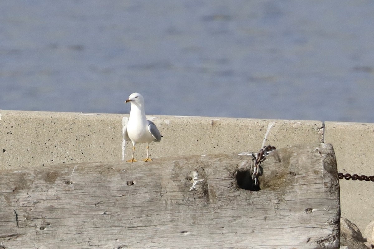Ring-billed Gull - ML644678763