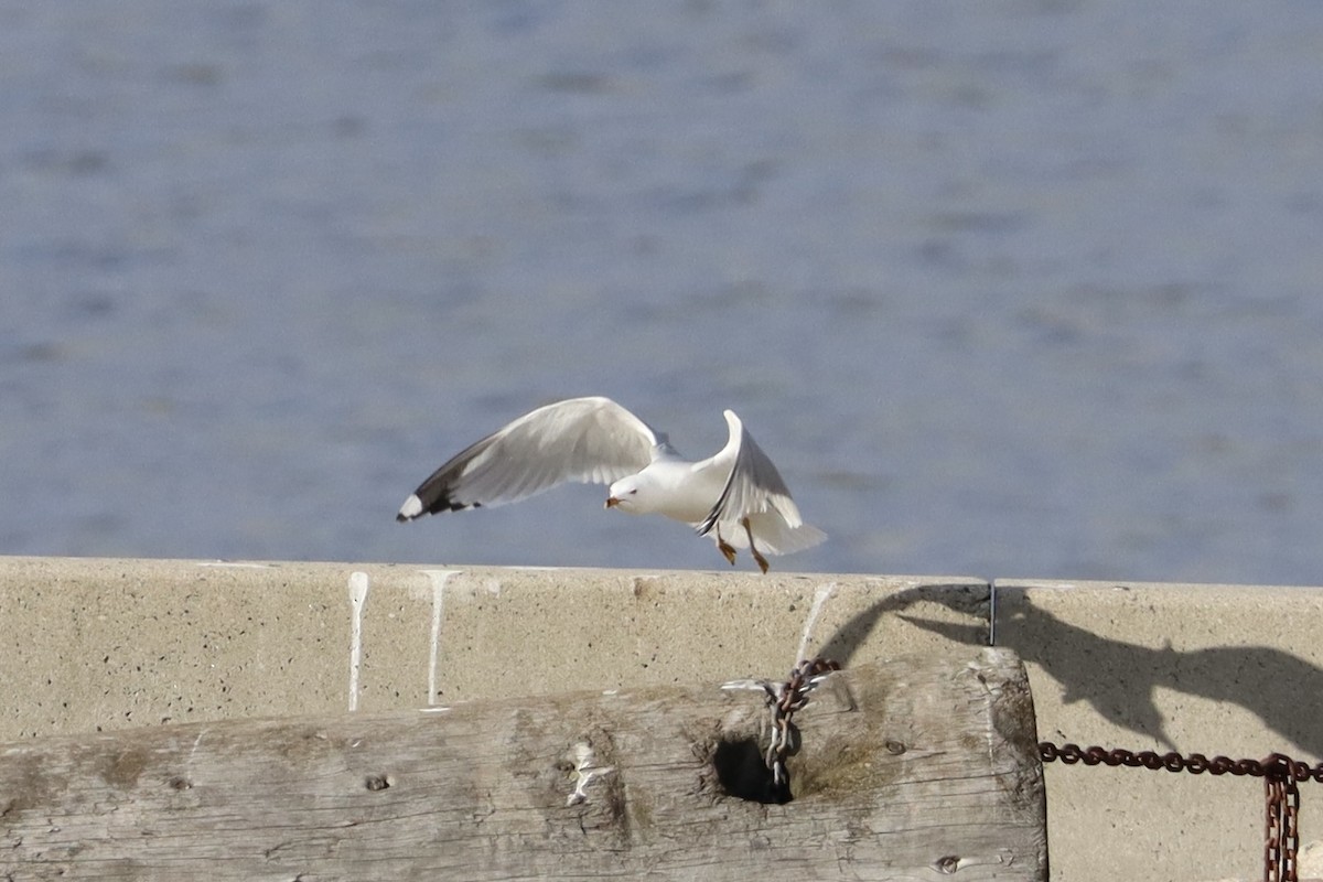 Ring-billed Gull - ML644678764