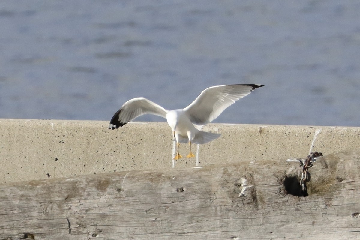 Ring-billed Gull - ML644678765