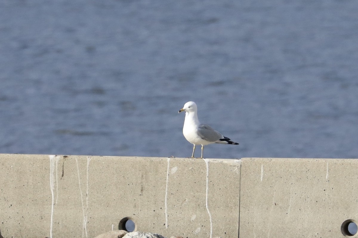 Ring-billed Gull - ML644678766
