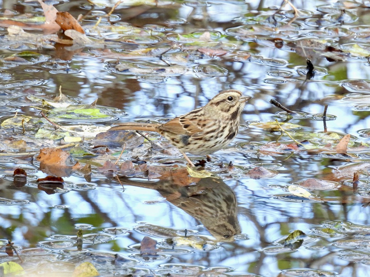 Song Sparrow - ML644678768