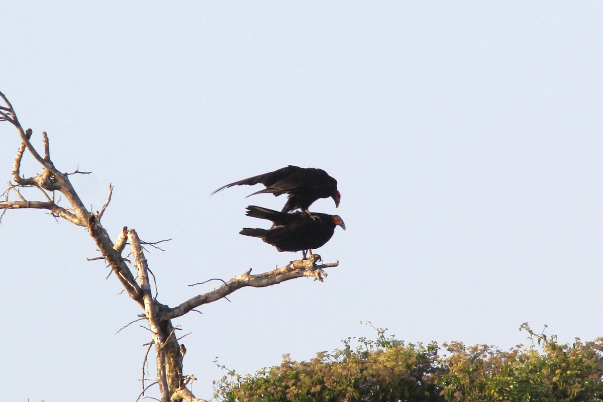 Lesser Yellow-headed Vulture - ML644678769