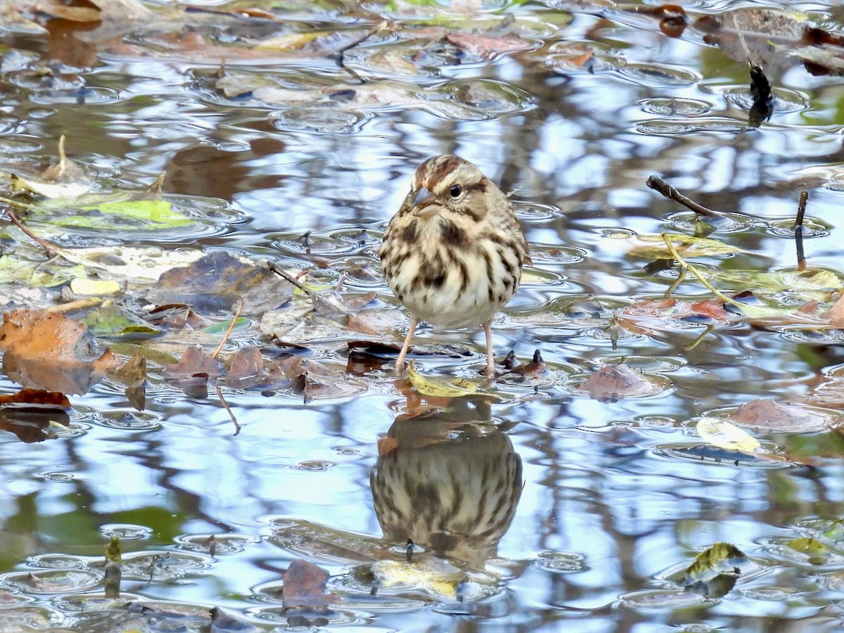 Song Sparrow - ML644678770