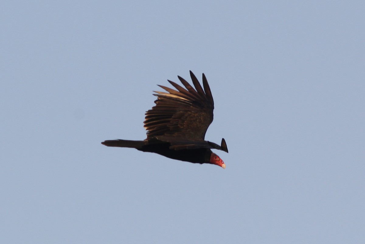Turkey Vulture - ML644678771
