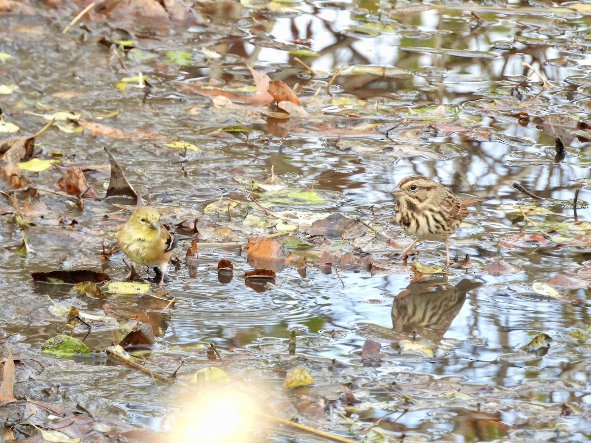 American Goldfinch - ML644678781