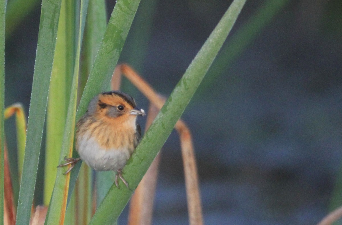 Nelson's Sparrow - ML644678791