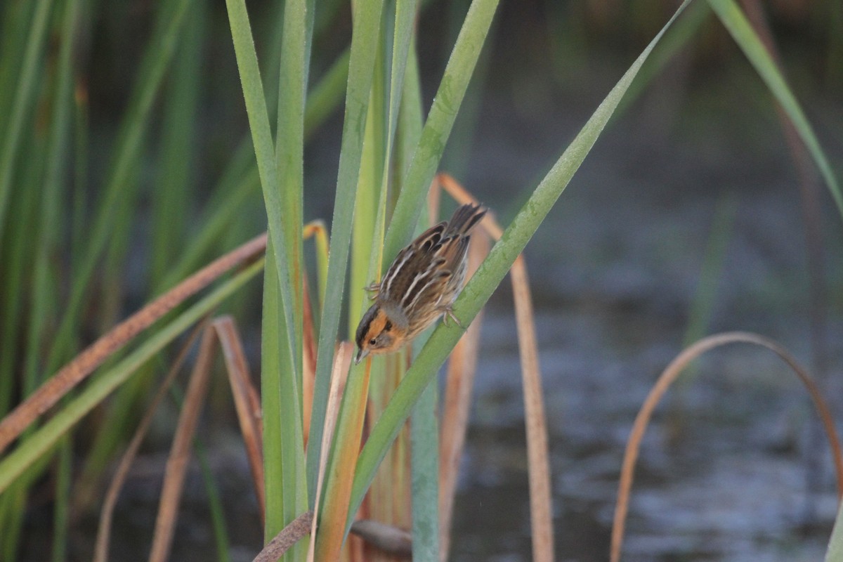 nålstjertspurv - ML644678793