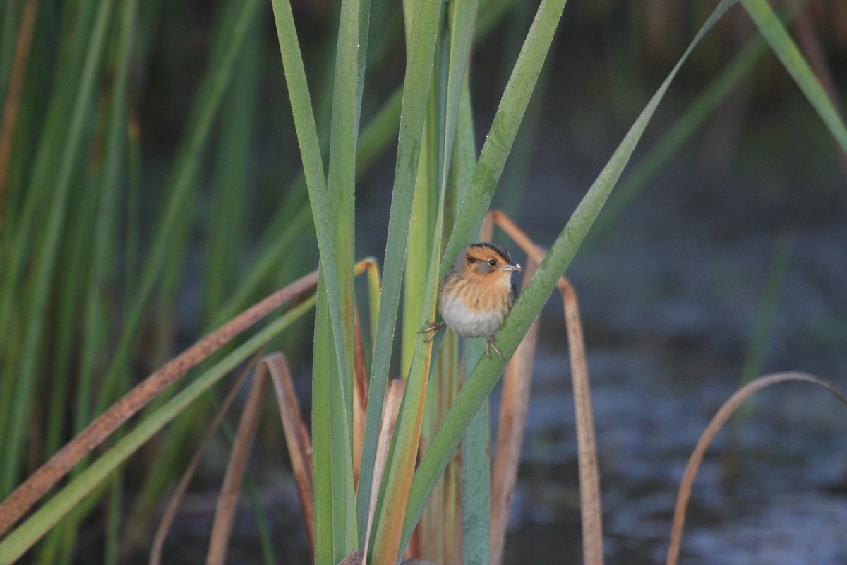 Nelson's Sparrow - ML644678794