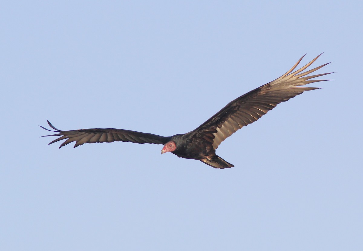 Turkey Vulture - ML644678795
