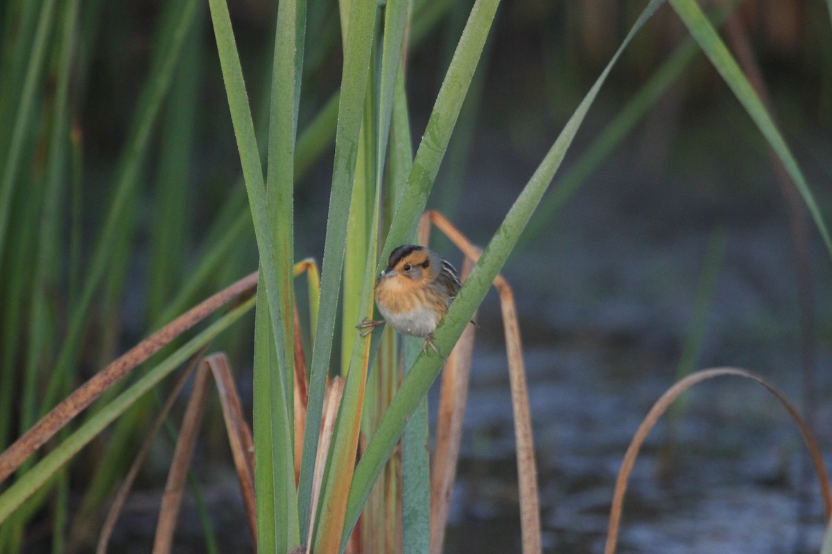 Chingolo de Nelson - ML644678796