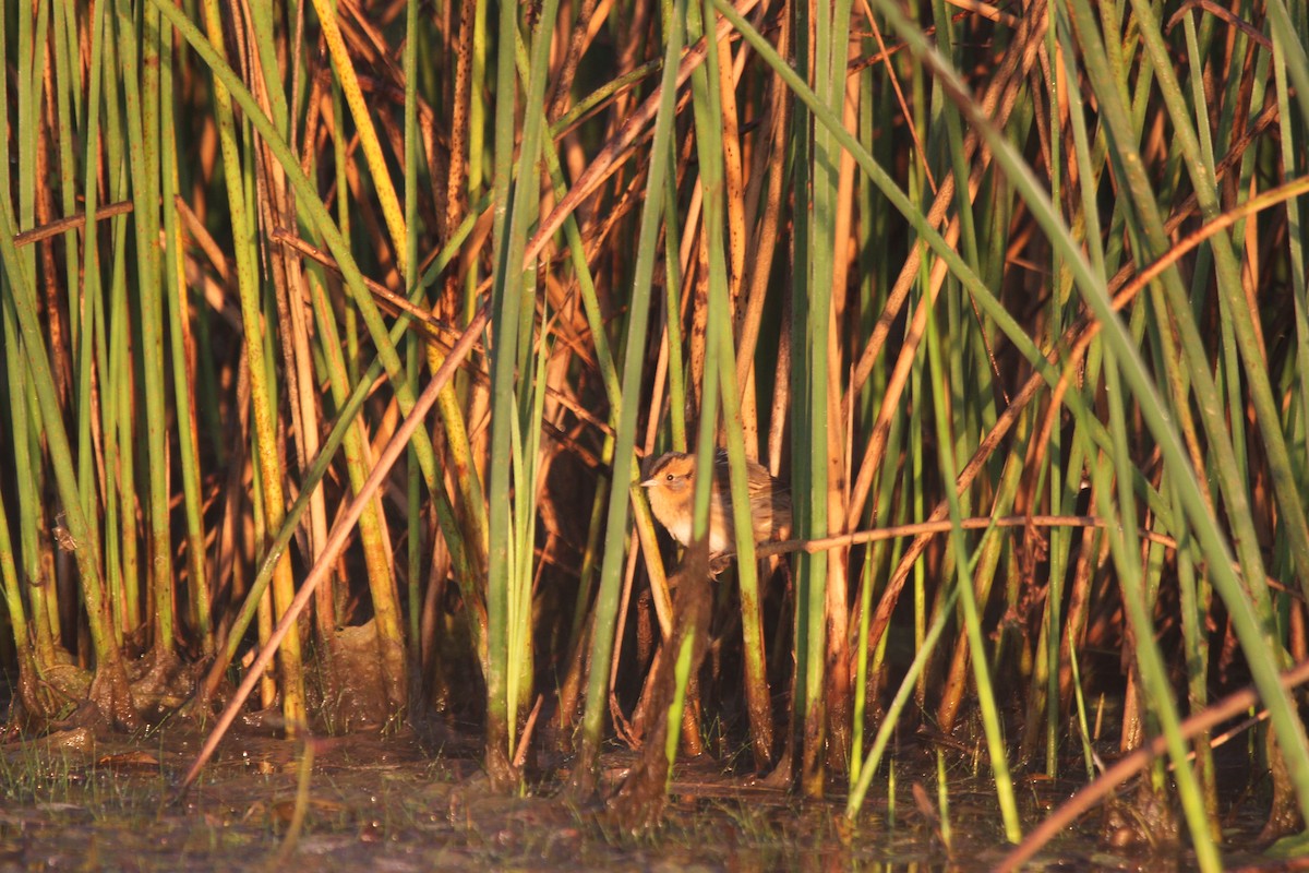 nålstjertspurv - ML644678797