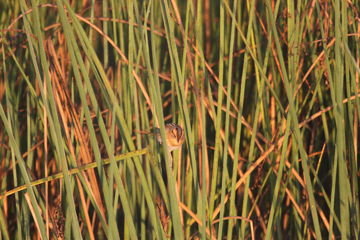 nålstjertspurv - ML644678798