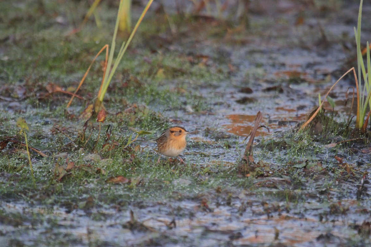 nålstjertspurv - ML644678799